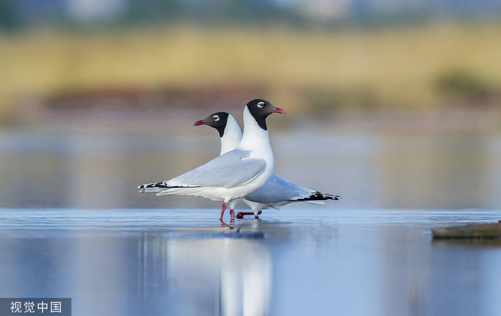 极度濒危的中华凤头燕鸥有望摆脱灭绝命运