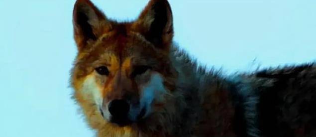 12年前,成都女孩把狼当儿子带回家,11年后在草原与它再次相认_格林