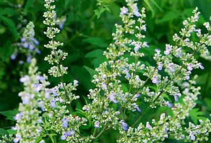 原创农村这种野草全身都是宝药用价值很高而且是脚气的克星