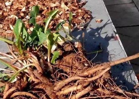 原创这3种菜的菜根是疾病的克星可很多人都扔掉了太可惜