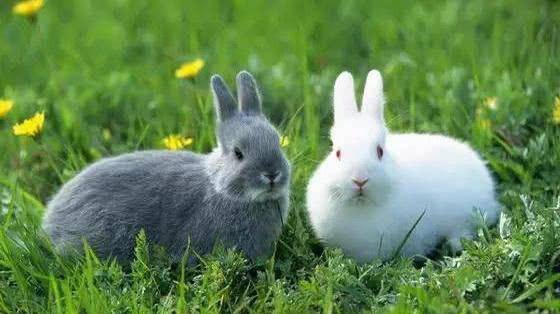 此国家兔子成灾,轰炸机都消灭不了它们,我国吃货给出解决办法_澳洲_时