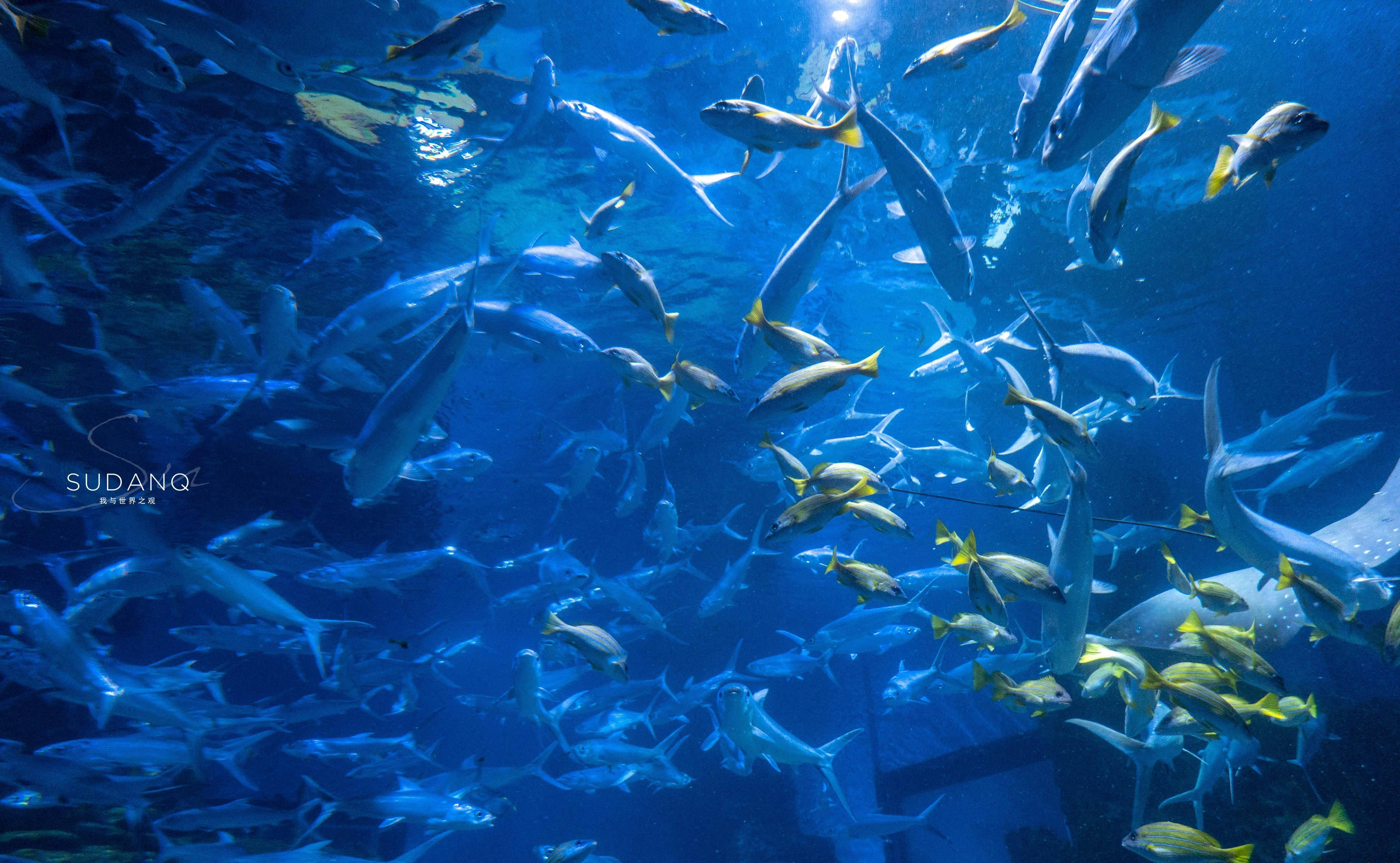原创大江大湖大武汉武汉也有一片海洋世界潜水喂食鲨鱼太刺激