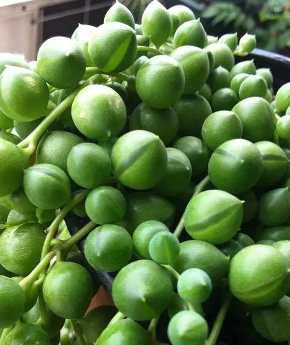 原创佛珠换个土春天呼呼往外冒小豆子垂下来能当窗帘