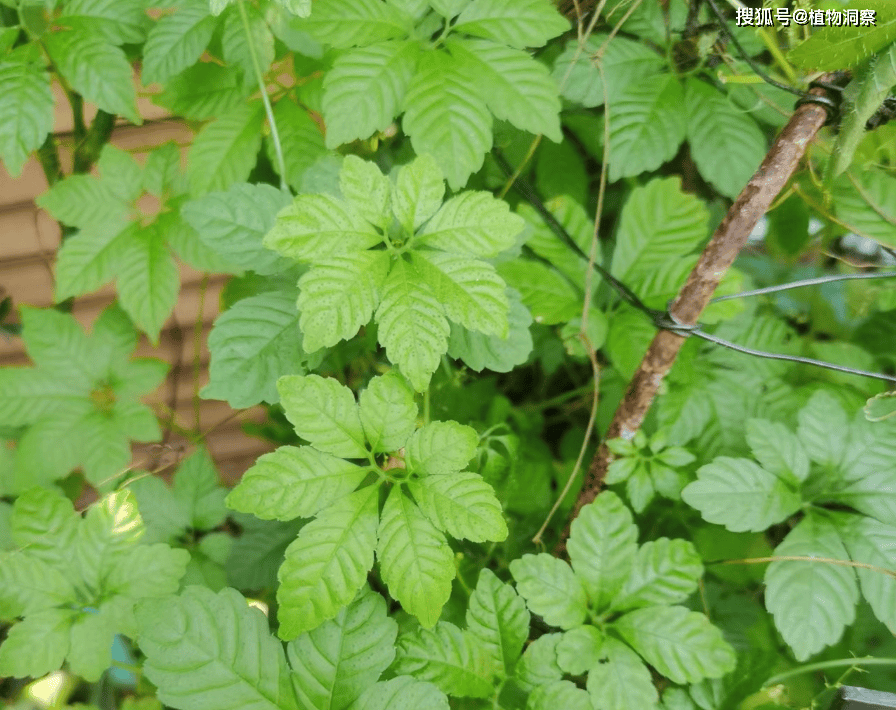 小的时候家里的老人还常常采摘它来当野菜吃