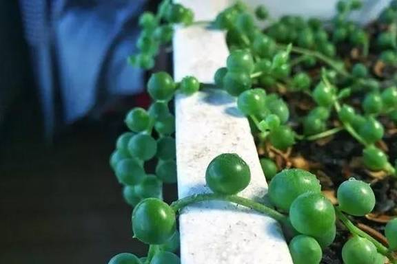 原创佛珠换个土春天呼呼往外冒小豆子垂下来能当窗帘