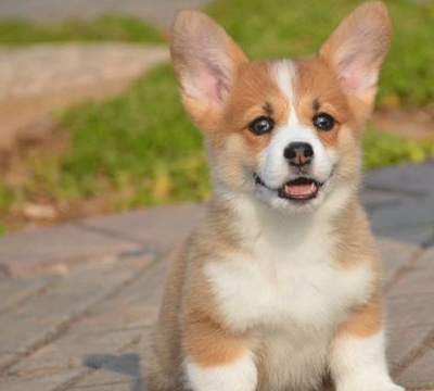 柯基断尾原来有这些好处,铲屎官们注意啦,别再舍不得了