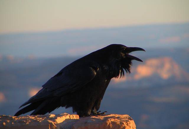 从印第安人的信仰到不详乌鸦,原来北美"颠倒黑白"不是没理由_渡鸦