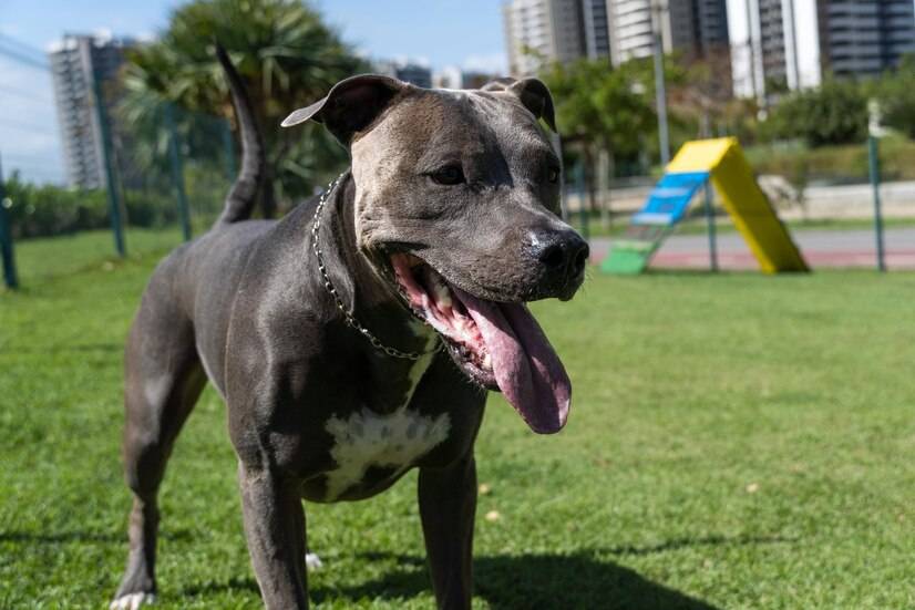 比特犬吃什么主食