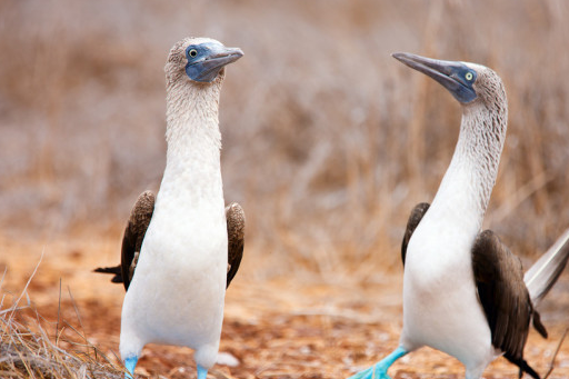 大家好我就是那只风靡一时的龟:要想生活过得去,头上总得带点绿