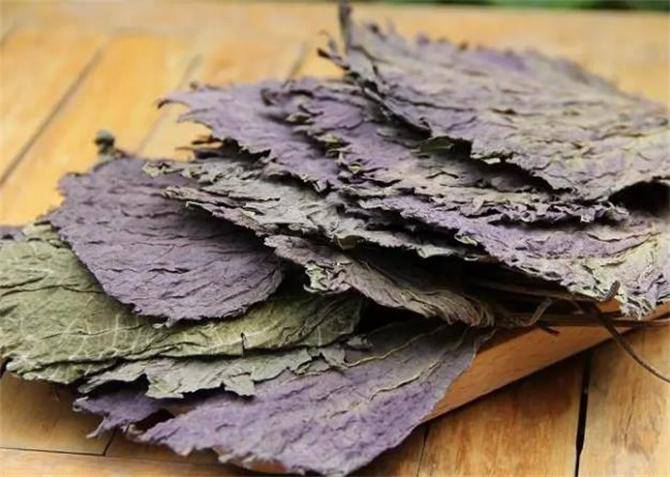 原创紫苏茶妙用多还只会紫苏炒蛋吗保姆级紫苏红茶制作方法