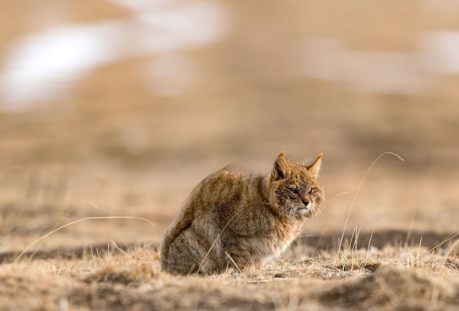 原创世界仅中国特有的猫科动物国家二级保护动物世界第二大猫