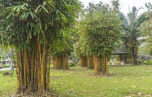 大门口左右两棵树风水图片