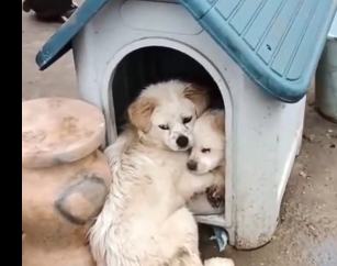 原创母爱无界限狗妈妈拥抱重病小狗崽眼里全是心痛