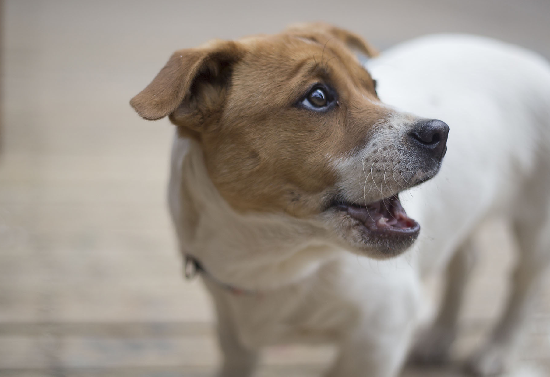 你们了解中华田园犬吗?它们的美你肯定让你们意想不到