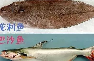 你吃的到底是龙利鱼还是巴沙鱼