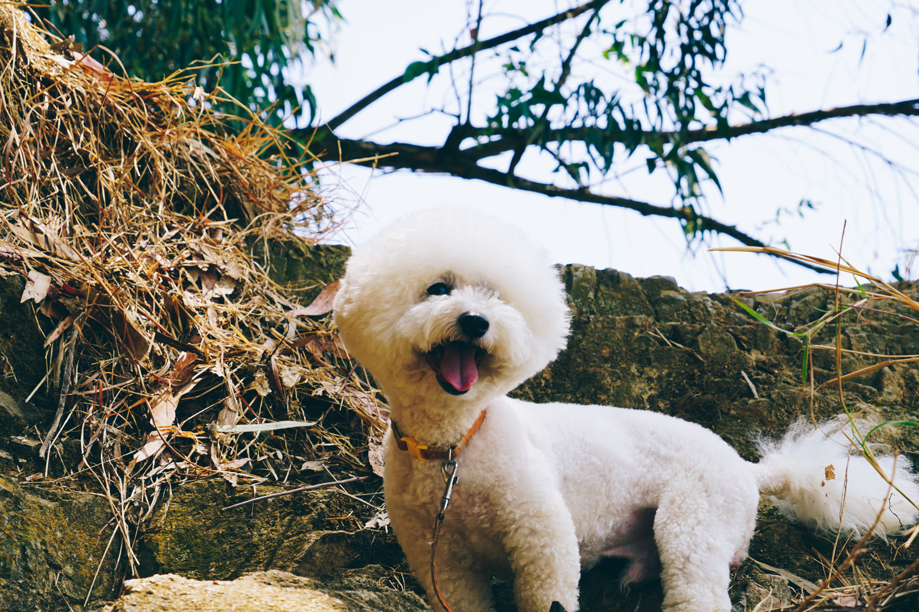 养比熊的几大坏处,赶紧看看吧!_狗狗_家长_什么