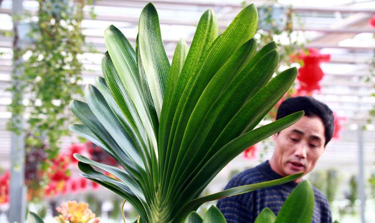 退休老汉竟用一盆君子兰换回十套房上世纪的君子兰热有多疯狂