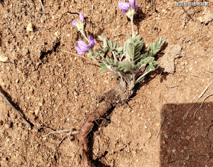 原创甜地丁又称米口袋紫花地丁有3大作用价值极高农民朋友要了解