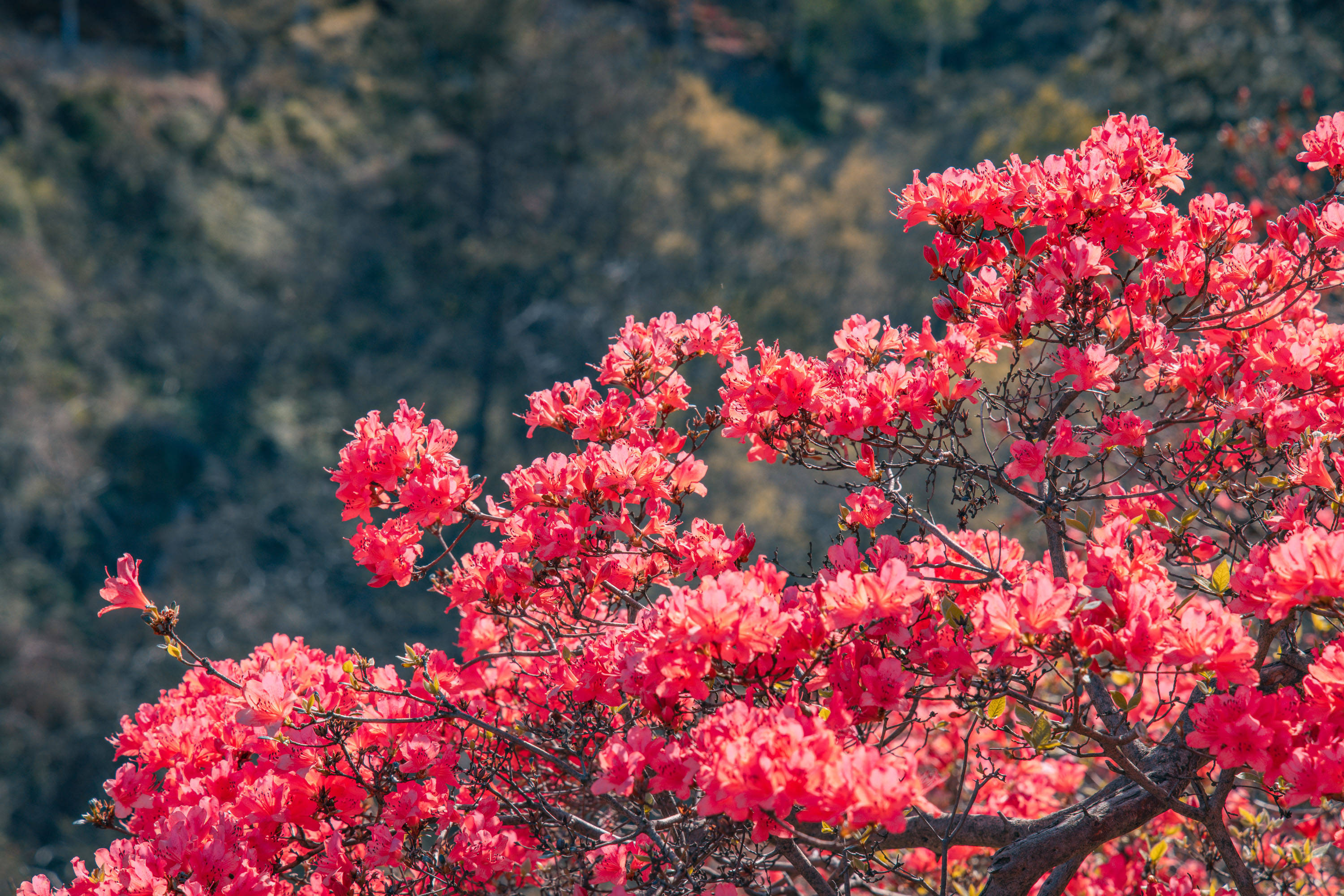 壁纸 花 桌面 3000_2001