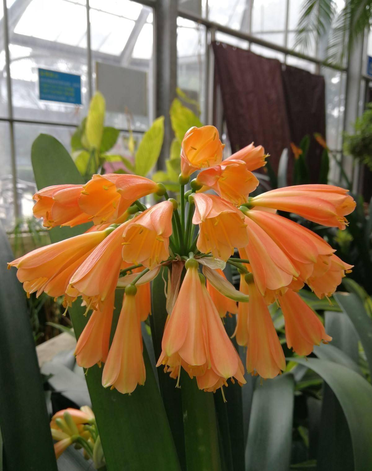 退休老汉竟用一盆君子兰换回十套房上世纪的君子兰热有多疯狂