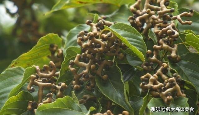 盘点八种即将消失的水果,儿时味道慢慢被淘汰,你怀念哪一种_口感_甜杆