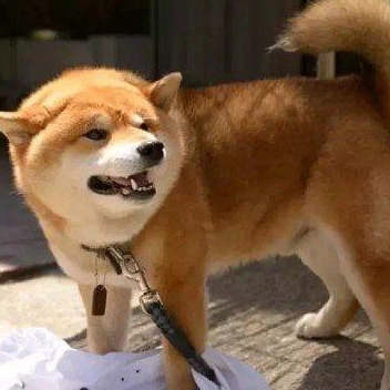 果然世界上所有的狗子都有一个共同的名字