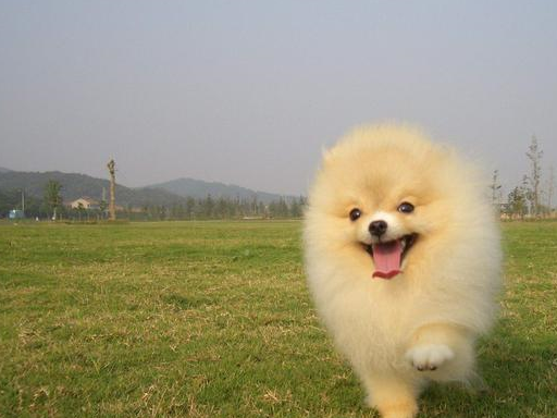 原创博美犬把你当父母会有这7种表现中3个以上都很幸福