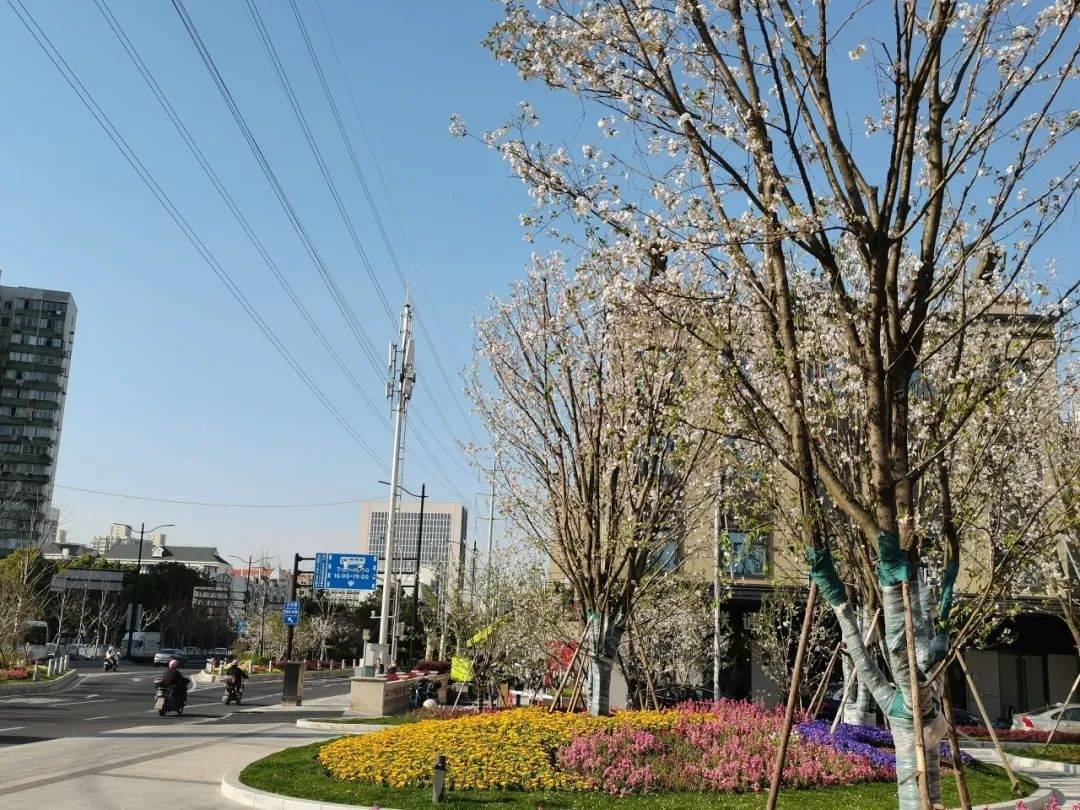 真南路沿线▲在街头,绿地换上了春季礼服桃浦路沿线说到普陀的樱花,不