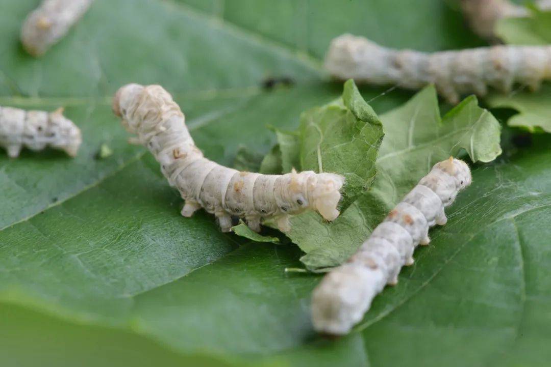 柞蚕_蚕蛾_家蚕