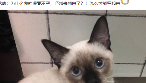 小暹罗猫表情包太好了图片