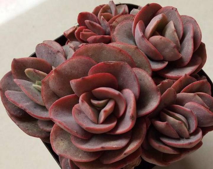 原创20块钱不到的多肉秀妍容易爆盆老庄但是也容易徒长要小心哦