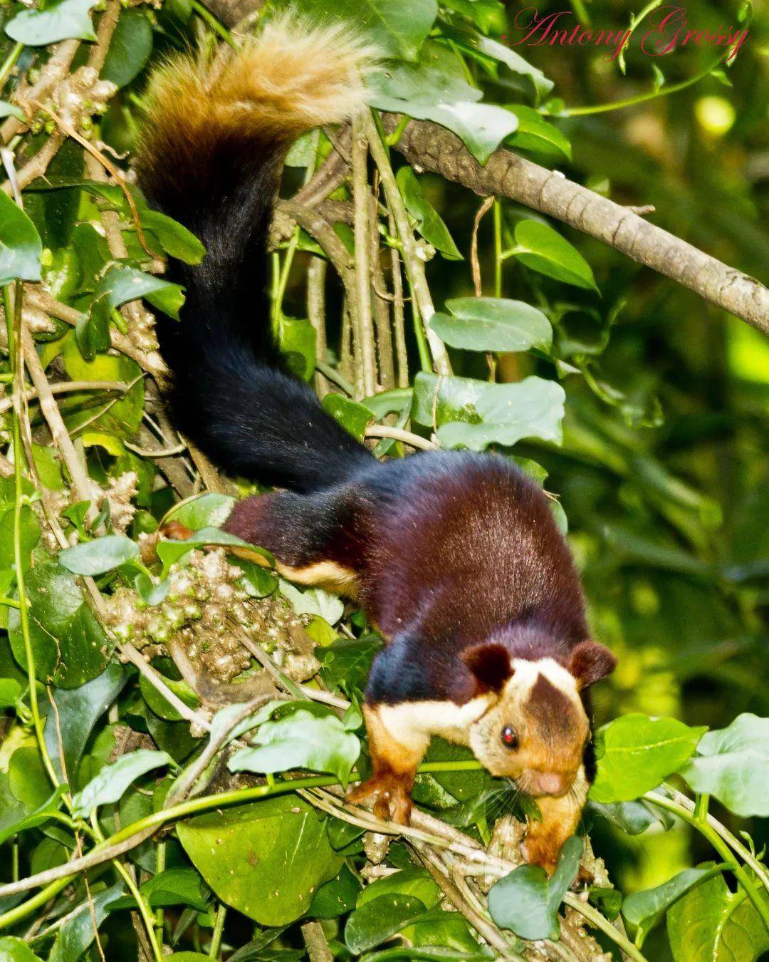 松鼠呆萌可爱,却是毒蛇猎手?解密它们如何捕杀毒蛇的惊人能力!