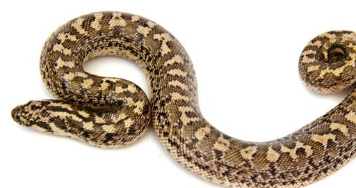 原创4月中旬天上掉馅饼的生肖蛇横财运高涨喜事接二连三爆发