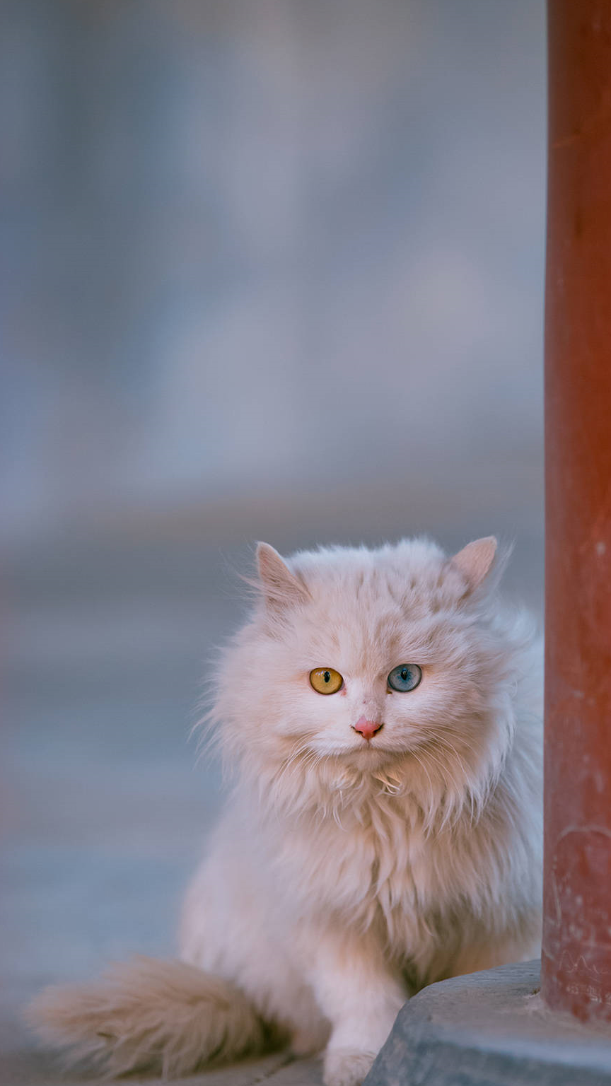 原创霸气外露神仙颜值故宫御猫小龙女网友惊叹神似刘亦菲