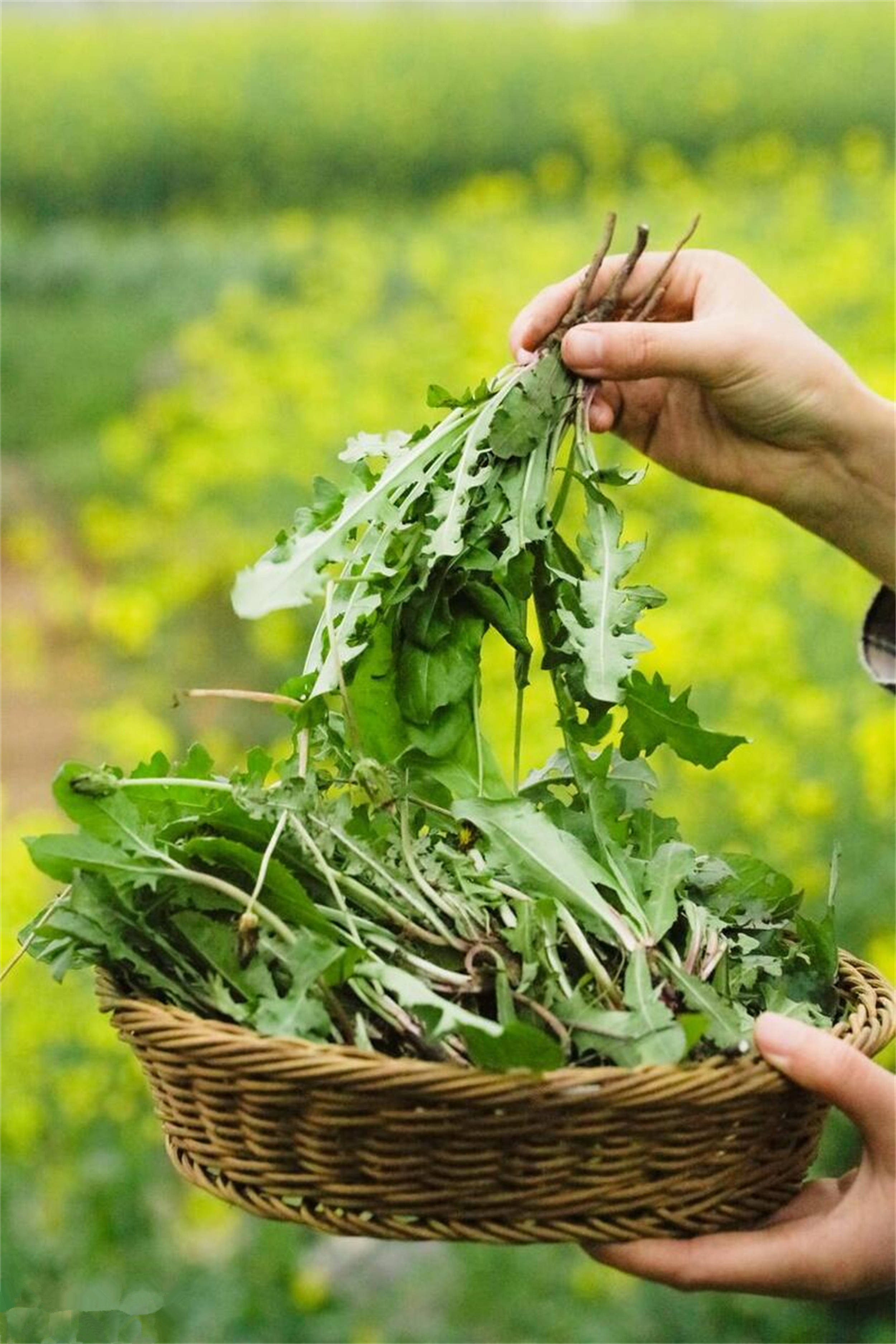 大家都想趁着春季过足野菜瘾,看到野外那遍地野菜,贪多一采就是几大包