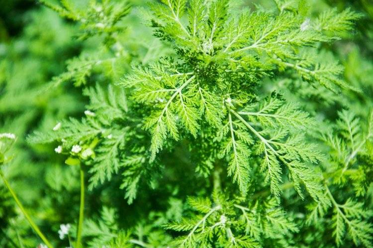 研究发现青蒿素在16小时内能杀死癌细胞,真相如何?