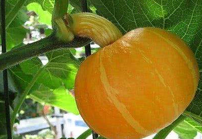 原创别嫌它丑却是幽门螺杆菌的天敌每天吃两粒胃病不来扰