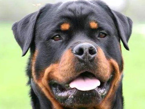 十大最帅狗狗排名榜图片