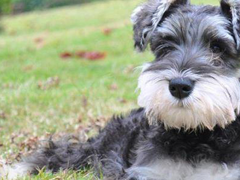 这些护理雪纳瑞的知识,您确定都已经掌握了吗?_主人_狗狗_因为