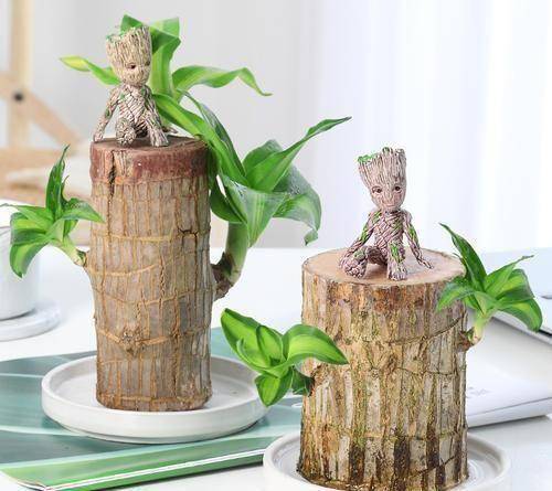 巴西木树桩水培如何养?做好水培和养护,绿意盎然更迷人