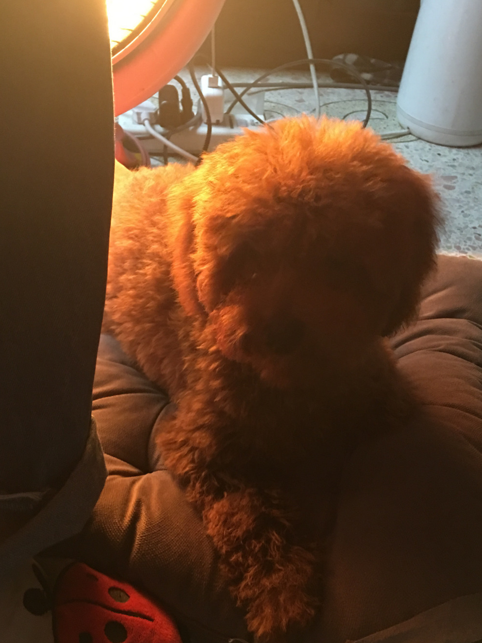 原创都说狗狗最讨厌是泰迪真相是