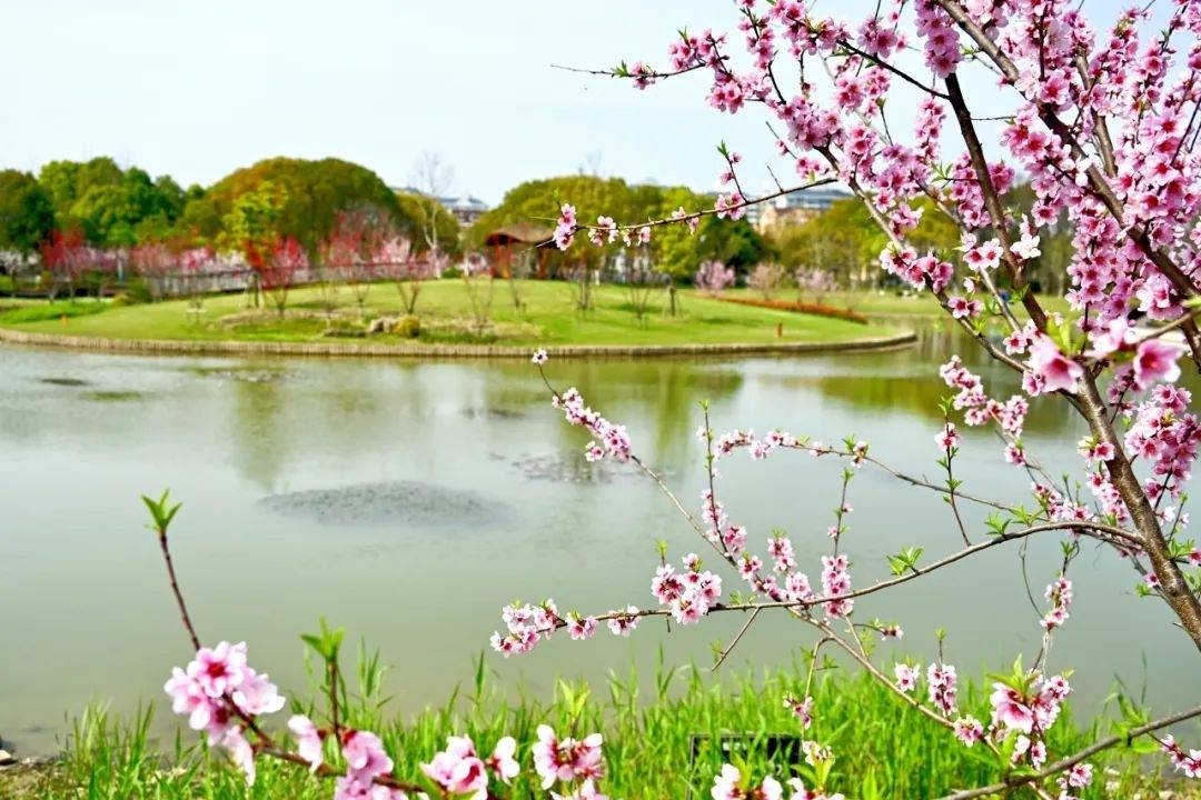 藏不住啦普陀有座桃花岛