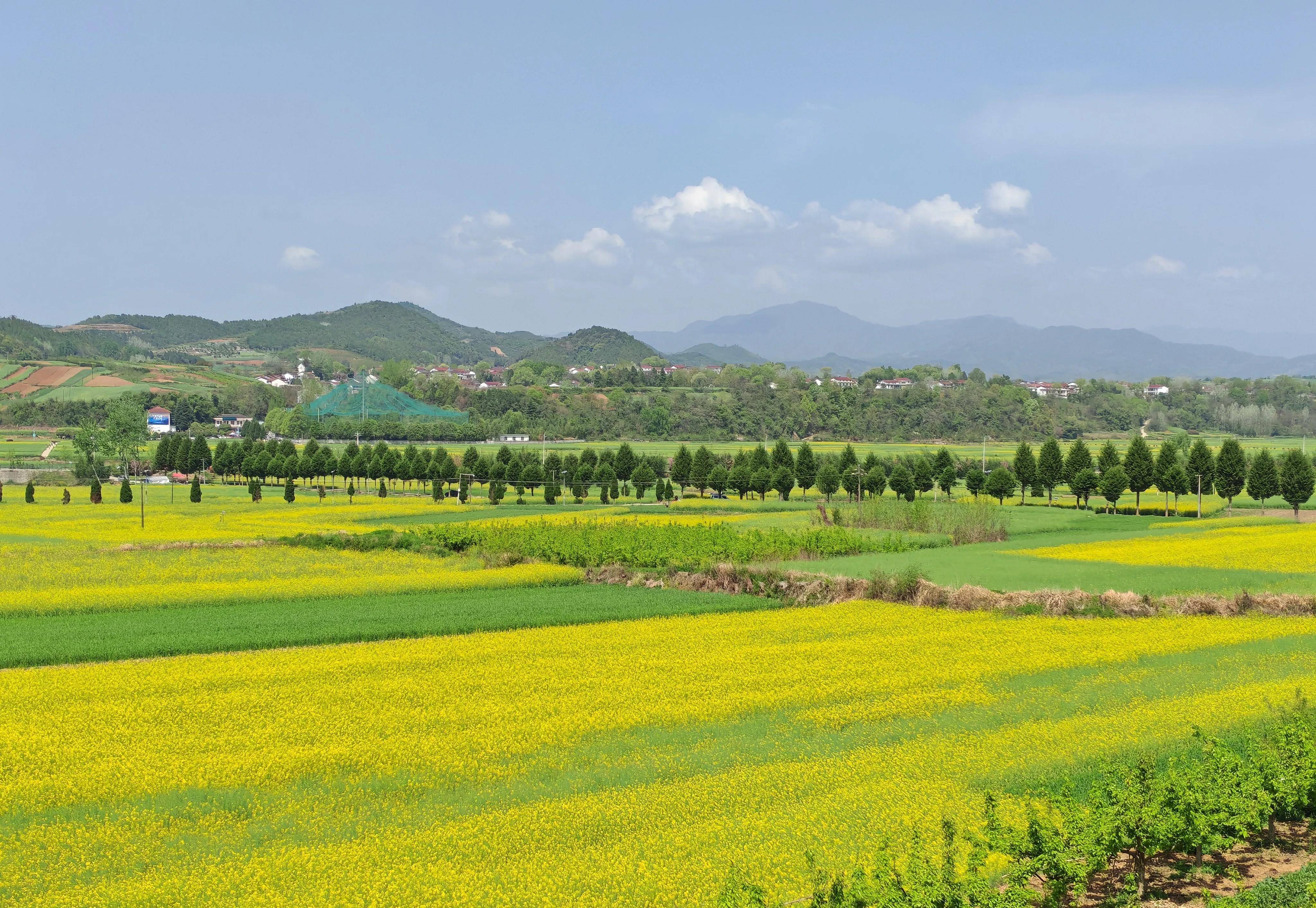 桤木河湿地公园油菜花图片