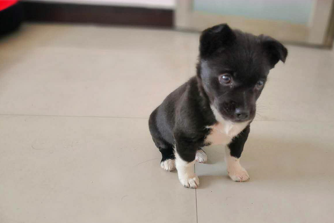 养了一个月小奶狗铲屎官的总结与心得体会