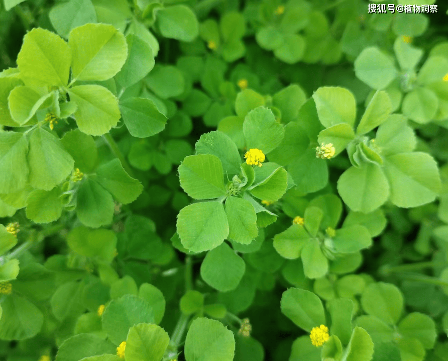 苜蓿草_植物_时候