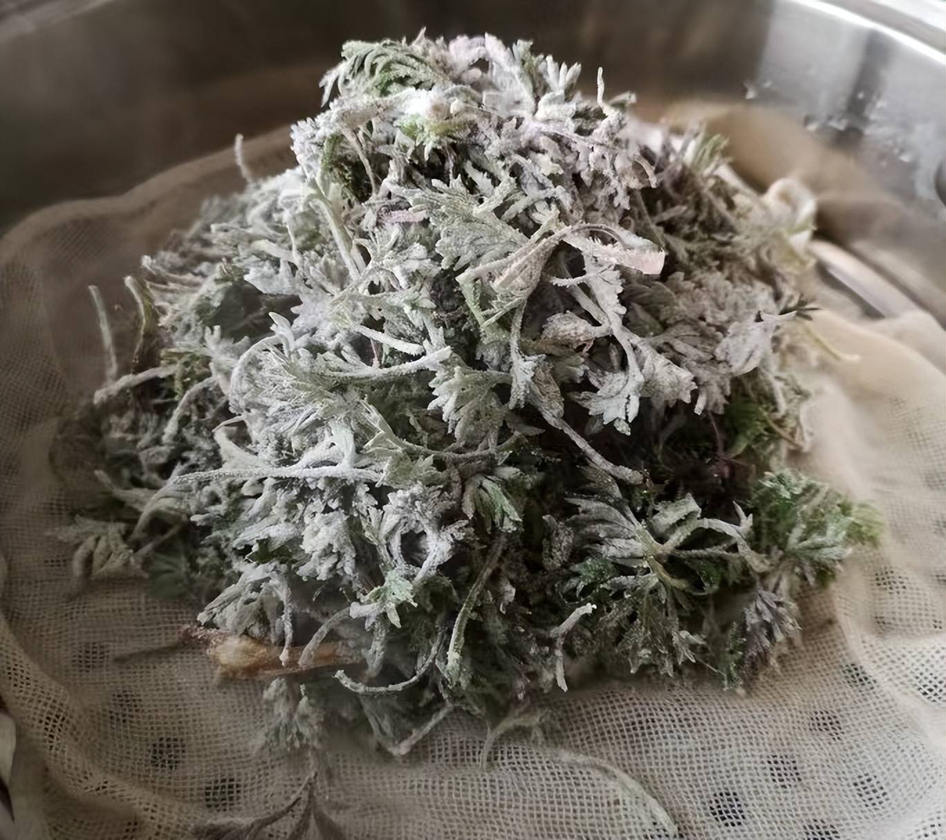 一化痰,二祛湿,三保肝,4月正嫩抓紧吃,随手蒸一锅,清香可口_野菜_表面