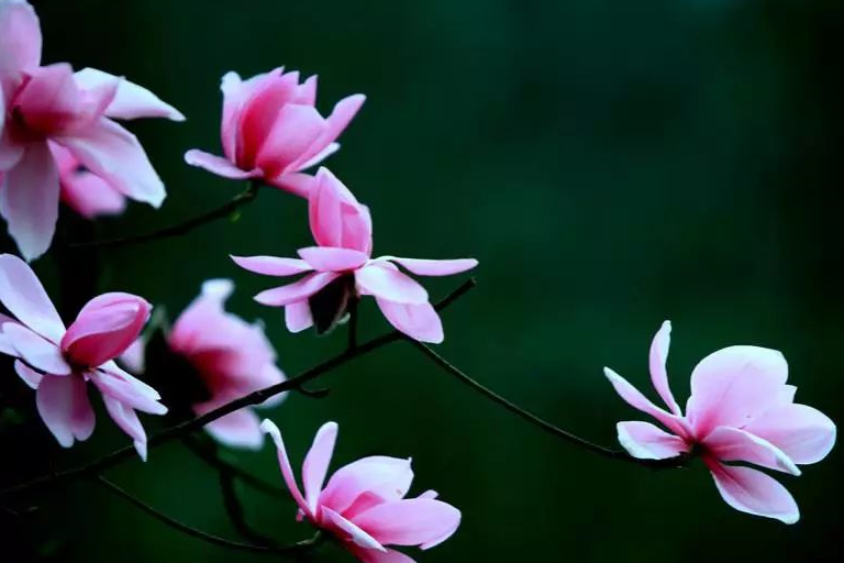 原创白居易有关辛夷花木兰花的诗词赏析