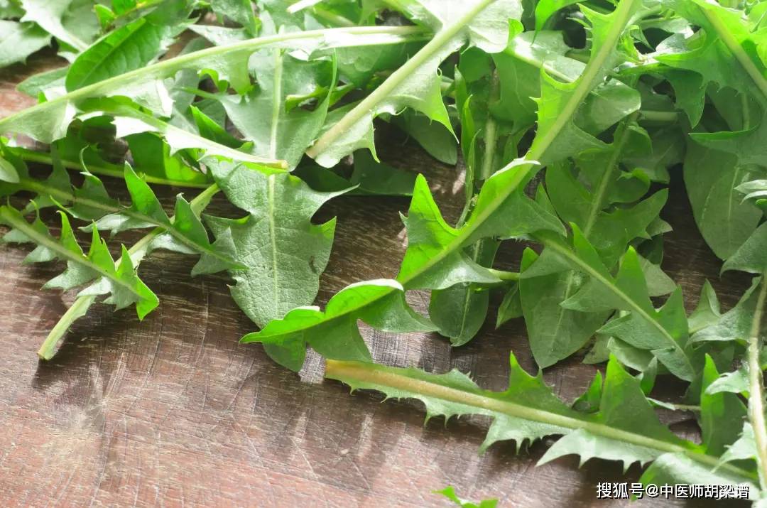 蒲公英竟是春季第一鲜有这7种症状的人赶紧看过来