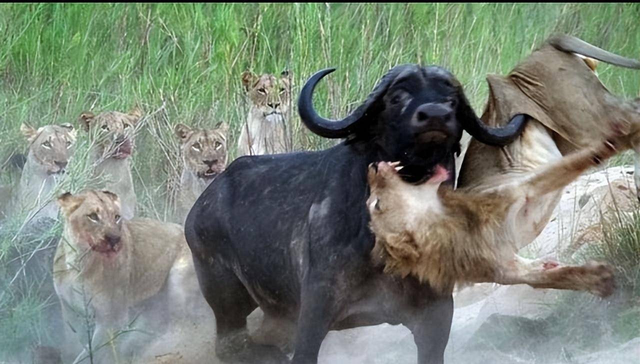 原创30张活久未见的照片10只鬣狗欺负1头狮子最后却被狮子反杀