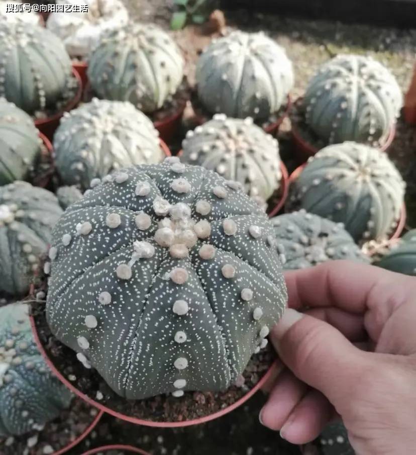 无刺仙人球,便宜又好养的"星兜",以前也是上百的小贵货